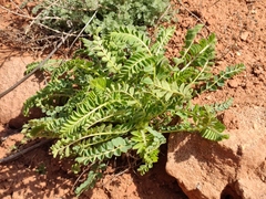 Astragalus longipetalus