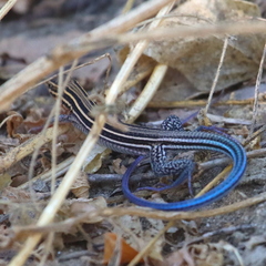 Aspidoscelis hyperythrus