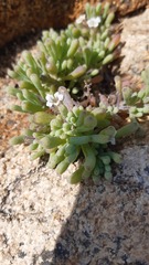 Nolana crassulifolia