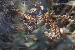 Aspidoscelis hyperythrus