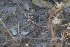 Aspidoscelis hyperythrus