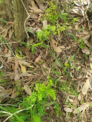 Adiantum aethiopicum