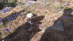 Leucocoryne purpurea