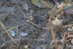 Aspidoscelis hyperythrus