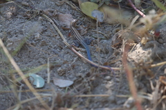 Aspidoscelis hyperythrus