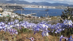 Leucocoryne purpurea