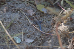 Aspidoscelis hyperythrus