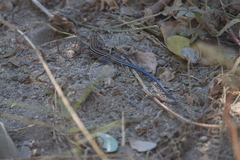 Aspidoscelis hyperythrus