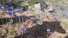 Leucocoryne purpurea