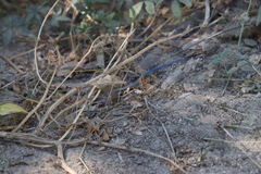 Aspidoscelis hyperythrus