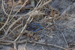 Aspidoscelis hyperythrus