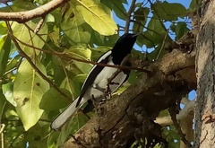 Copsychus saularis