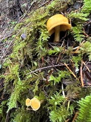Cantharellus formosus