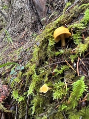 Cantharellus formosus