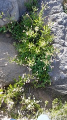 Alstroemeria magnifica