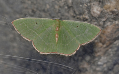 Nemoria lixaria