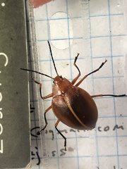 Ellipticus dorbignyi