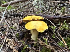 Cantharellus cascadensis