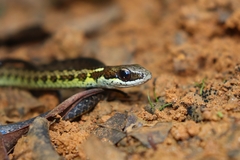 Echinanthera undulata
