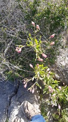 Alstroemeria magnifica