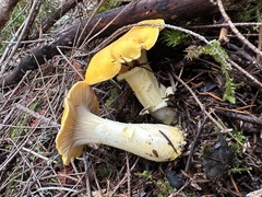 Cantharellus cascadensis