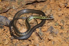 Echinanthera undulata