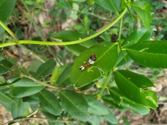 Papilio aegeus aegeus
