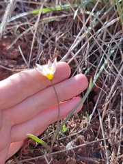 Tulipa biflora