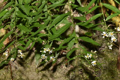 Aster taiwanensis