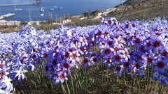 Leucocoryne purpurea