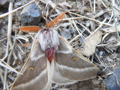 Hemileuca rubridorsa
