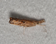 Neodactria