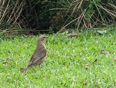 Turdus naumanni