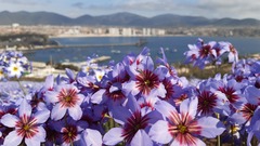 Leucocoryne purpurea