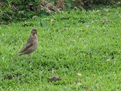 Turdus naumanni