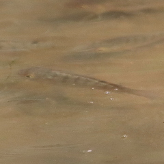 Oreochromis mossambicus