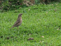 Turdus naumanni