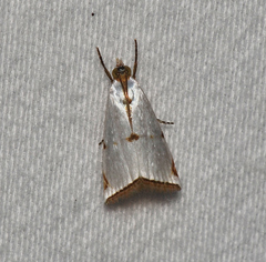 Argyria lacteella