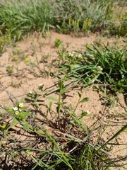 Buglossoides czernjajevii