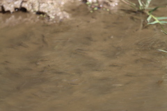 Oreochromis mossambicus
