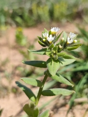 Buglossoides czernjajevii