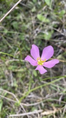 Sabatia
