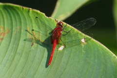 Erythemis mithroides