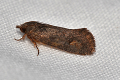 Acrolophus walsinghami