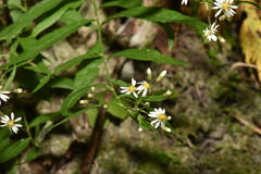 Aster taiwanensis