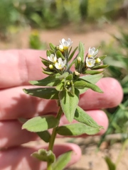 Buglossoides czernjajevii