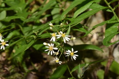 Aster taiwanensis