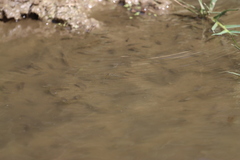Oreochromis mossambicus