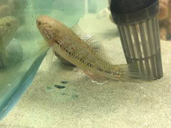 Dormitator maculatus