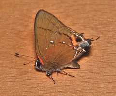 Electrostrymon angelia